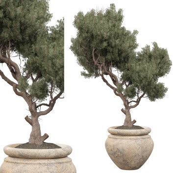 Plante en pot  Intérieur 453 Modèle 3D