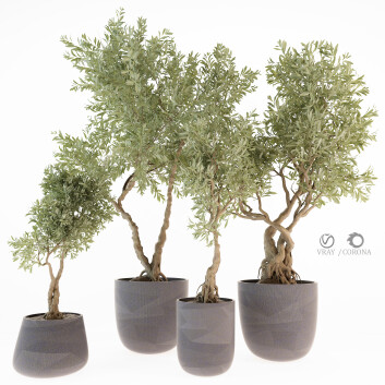 Plantes en pot  En extérieur 253 Modèle 3D