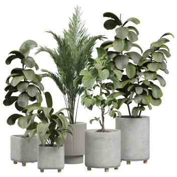 Plantes en pot  Intérieur 452 Modèle 3D