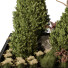Trees and Bushes Outdoor Plant 252 - uniquevry