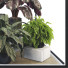 Potted Plant Collection Set 31 - mio
