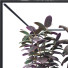 Potted Plant Collection Set 31 - mio