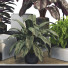 Potted Plant Collection Set 31 - mio