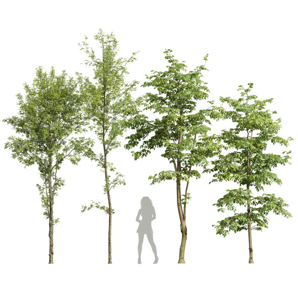 Drzewa Alnus Glutinosa and Carpinus Betulus model 3D