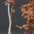 Drzewa Alnus Glutinosa and Carpinus Betulus - Pandora-land