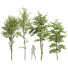 Drzewa Alnus Glutinosa and Carpinus Betulus - Pandora-land