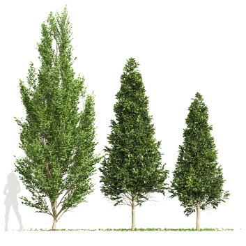 Drzewa  Carpinus Betulus 02 Model 3D