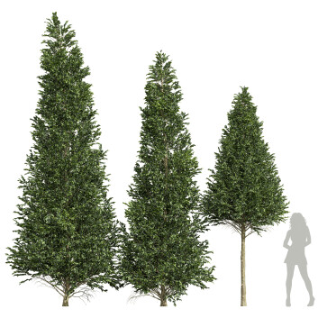 Árboles Carpinus Betulus 03