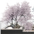 Trees Collection Set 41 - mio