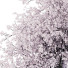 Trees Collection Set 41 - mio
