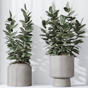 Rośliny doniczkowe  HQ House Rubber Ficus Elastica Abidjan Melany Set 02 Model 3D