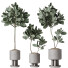 Растения в горшках HQ Дом Резиновый Фикус Эластика Абиджан Мелани Набор 03 - Pandora-land