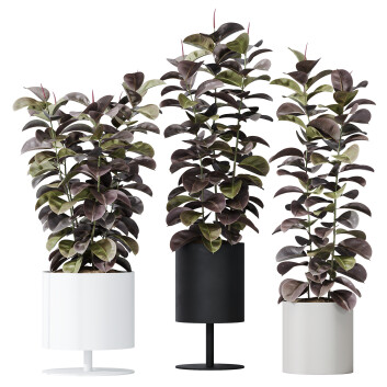 Rośliny doniczkowe  HQ House Rubber Ficus Elastica Abidjan Melany Model 3D
