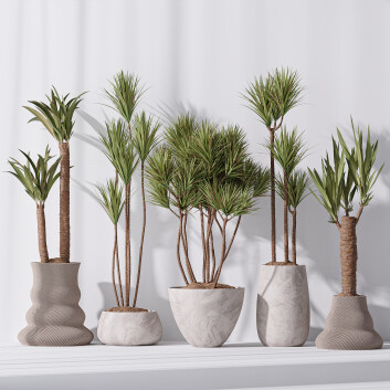 Rośliny doniczkowe  Yucca Elephantipes Gigantea Vase 09 Model 3D