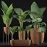 Рослини у горщиках Колекція Alocasia Macrorrhiza 31 - rodolfoboscan911