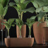 Рослини у горщиках Колекція Alocasia Macrorrhiza 31 - rodolfoboscan911