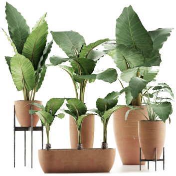 Рослини у горщиках  Колекція Alocasia Macrorrhiza 31 3D модель