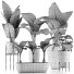 Рослини у горщиках Колекція Alocasia Macrorrhiza 31 - rodolfoboscan911