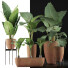 Рослини у горщиках Колекція Alocasia Macrorrhiza 31 - rodolfoboscan911