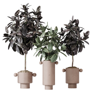 Rośliny doniczkowe  HQ House Rubber Ficus Elastica Abidjan Melany Set 05 Model 3D
