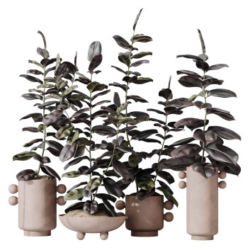 Rośliny doniczkowe  HQ House Rubber Ficus Elastica Abidjan Melany Set 04 Model 3D