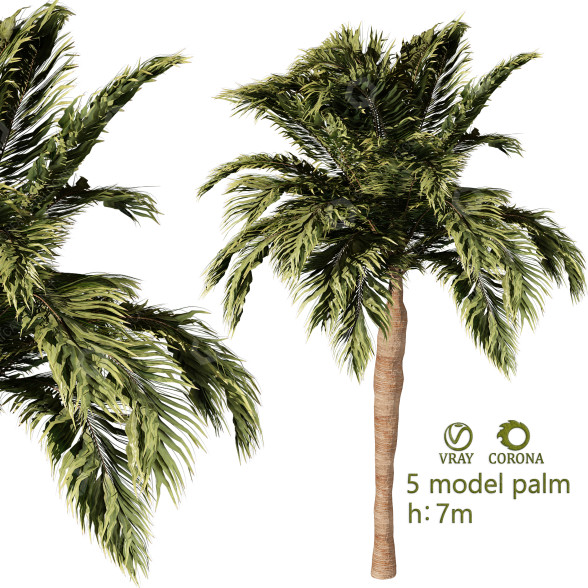 Bäume Palme band 01 3D-Modell