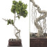Bonsai Tree Collection Set 63 - mio