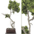 Bonsai Tree Collection Set 63 - mio