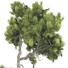 Bonsai Tree Collection Set 63 - mio