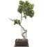 Bonsai Tree Collection Set 63 - mio