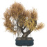 Bonsai-Baum Sammlung Set 67 - mio