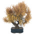 Bonsai-Baum Sammlung Set 67 - mio