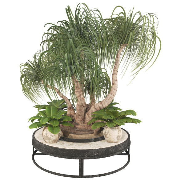 Baum- und Kübelpflanzen Sammlung Set 71 3D-Modell