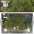 Tree and Bushes Collection Set 73 - mio