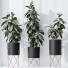 Rośliny doniczkowe HQ House Rubber Ficus Elastica Abidjan Melany Set 07 - Pandora-land