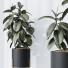 Rośliny doniczkowe HQ House Rubber Ficus Elastica Abidjan Melany Set 07 - Pandora-land