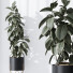 Rośliny doniczkowe HQ House Rubber Ficus Elastica Abidjan Melany Set 07 - Pandora-land