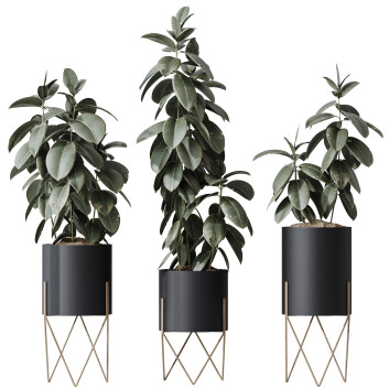 Rośliny doniczkowe  HQ House Rubber Ficus Elastica Abidjan Melany Set 07 Model 3D