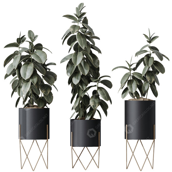 Rośliny doniczkowe HQ House Rubber Ficus Elastica Abidjan Melany Set 07 model 3D
