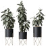 Rośliny doniczkowe HQ House Rubber Ficus Elastica Abidjan Melany Set 07 - Pandora-land