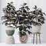 Rośliny doniczkowe HQ House Rubber Ficus Elastica Abidjan Melany Set 06 - Pandora-land