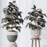 Rośliny doniczkowe HQ House Rubber Ficus Elastica Abidjan Melany Set 06 - Pandora-land