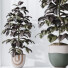 Rośliny doniczkowe HQ House Rubber Ficus Elastica Abidjan Melany Set 06 - Pandora-land