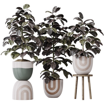 Rośliny doniczkowe  HQ House Rubber Ficus Elastica Abidjan Melany Set 06 Model 3D