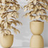 Rośliny doniczkowe HQ House Rubber Ficus Elastica Abidjan Melany Set 06 - Pandora-land