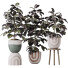 Rośliny doniczkowe HQ House Rubber Ficus Elastica Abidjan Melany Set 06 - Pandora-land