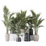 Rośliny doniczkowe Paradise Bird and Areca Majesty Vase 14 - Pandora-land
