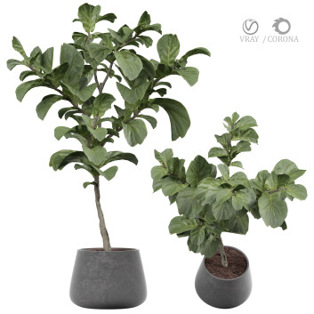Plante en pot  Intérieur 455 Ficus Lyrata Modèle 3D