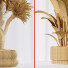 Rośliny doniczkowe Paradise Bird and Elephantipes Gigantea Vase 08 - Pandora-land