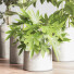Plantes en pot Ensemble intérieur 051 - nasrinrad